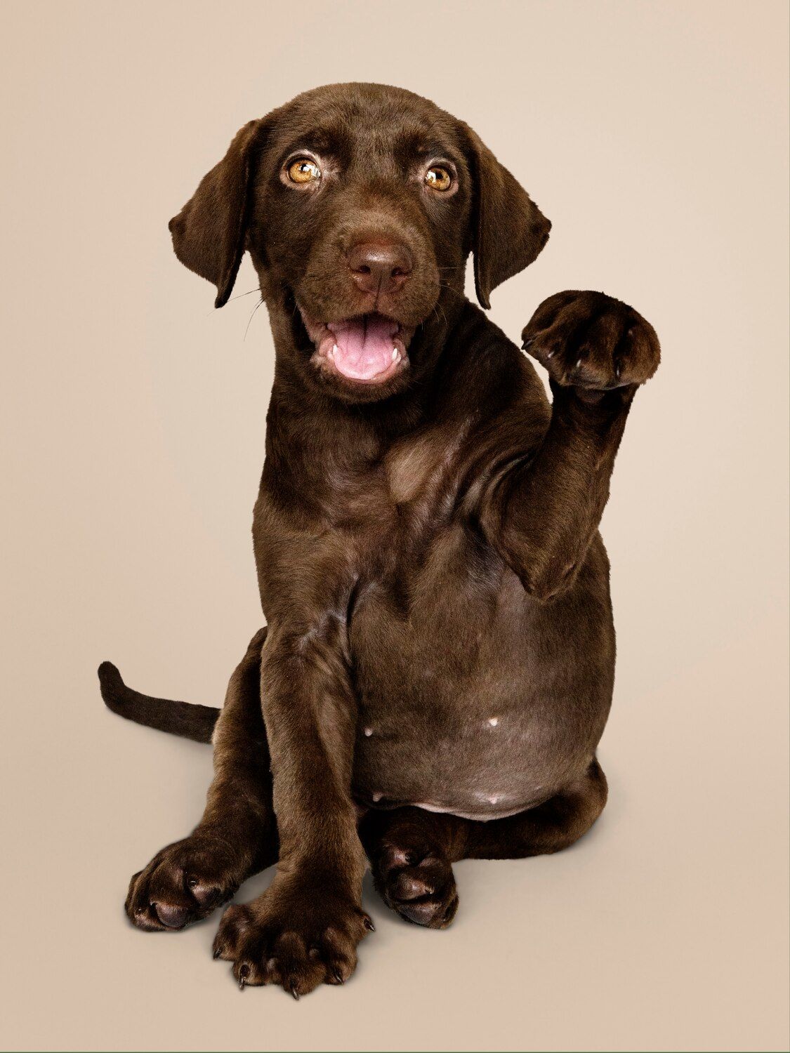 Psychiatric Service Dog in California 2026: Rights, Letter Requirements & Airline Travel Psychiatric Service Dog in California 2026: Rights, Letter Requirements & Airline Travel