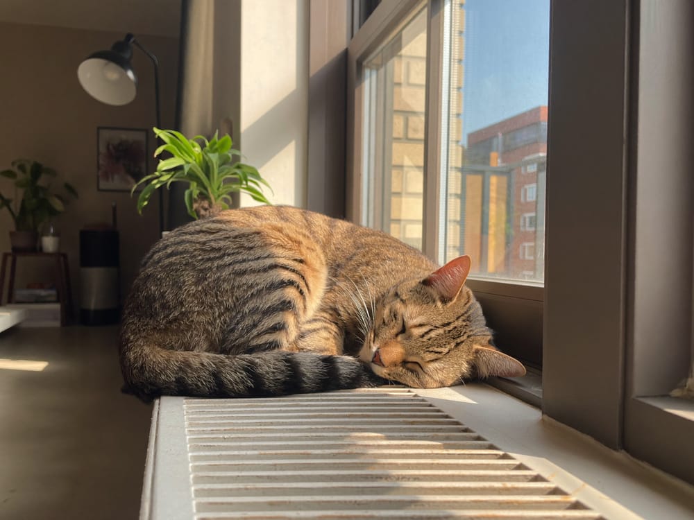 New York Pet Rent and ESA Letters: What Renters Should Know New York Pet Rent and ESA Letters: What Renters Should Know